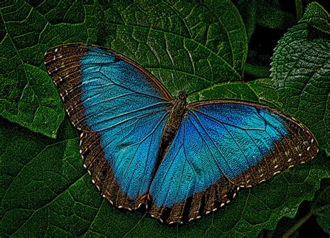 Blue Morpho Flickr Photo Sharing Butterfly Museum Magic Wings