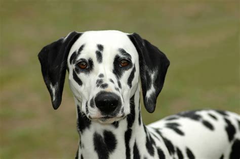 Dalmatiner Hund Charakter Ernährung Pflege