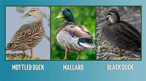 Mottled Duck Vs Mallard Vs Black Duck Whats The Difference