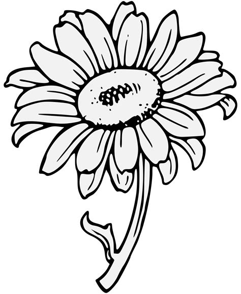 Sunflower Line Drawing Free Download On Clipartmag