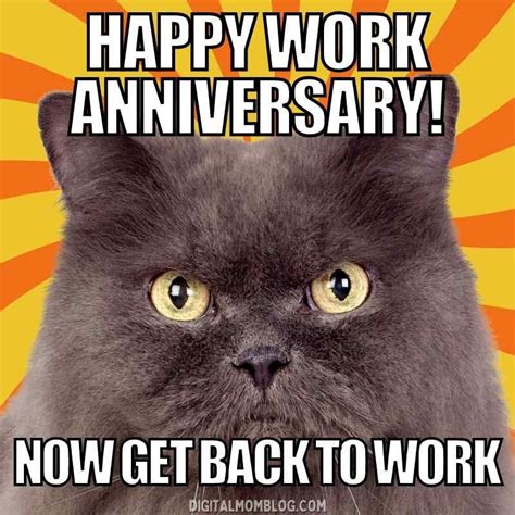 Happy Work Anniversary Cat Meme Work Anniversary Meme Anniversary