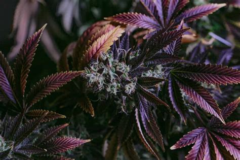 7 Amazing Exotic Purple Strains Of Weed