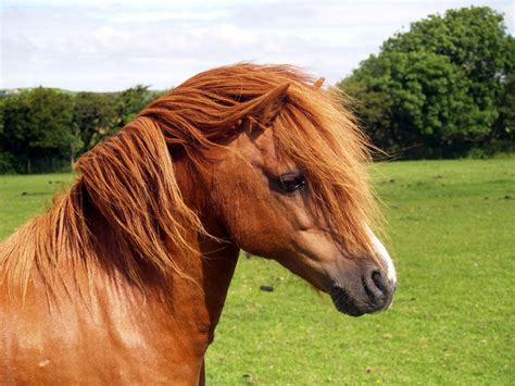 Todays Horse Facts The Welsh Mountain Pony Horse Facts By Marsha Hubler