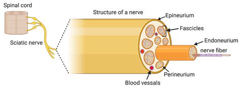 Peripheral Nerve Structure