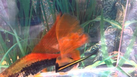 Hi Fin Neon Tuxedo Swordtails 03252015 Breeding Pair Youtube