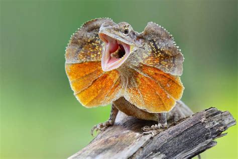 Frilled Neck Lizard Facts Habitat And Their Temperament