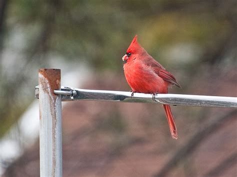 Northern Cardinal The Great Backyard Bird Count 2010 Bessanutz Flickr
