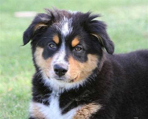 99 Australian Shepherd Bernese Mountain Dog Mix Puppy