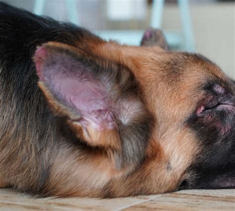 6 Top Causes Of Red Rash Spots Or Bumps In Dogs Ear