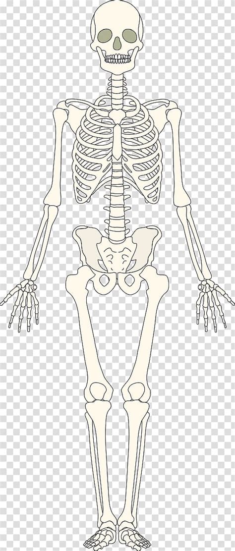 Worksheet Clipart Transparent Background Skeleton Human System Skeletal Sexiz Pix