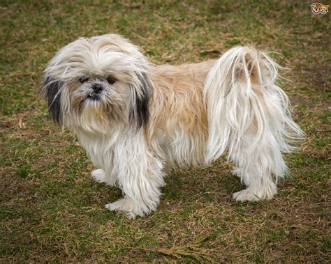 Shih Tzu Dog Breed Information Buying Advice Photos And Facts