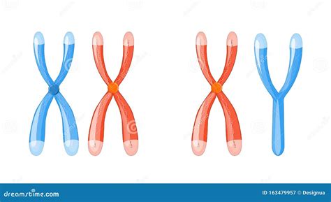 X And Y Chromosomes With Dna On A White Background Cartoon Vector Free Download Nude Photo Gallery