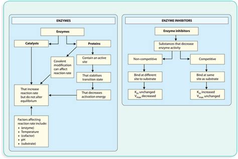 Catabolism Of Macromolecules And Energy Generation Basicmedical Key