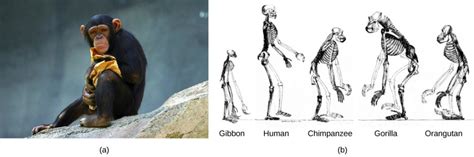 17 The Evolution Of Primates Human Biology