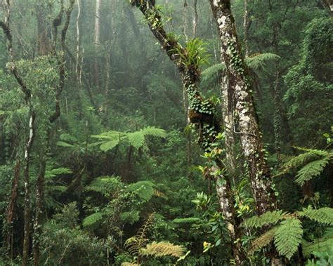 Free Download Rainforest Rainforest 1024x768 For Your Desktop Mobile