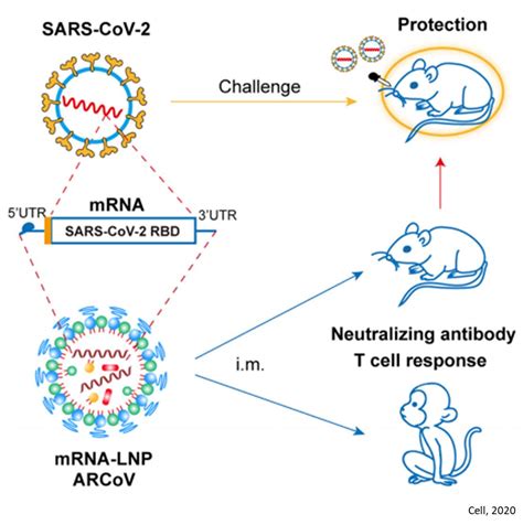 The mrna cannot get into the cell nucleus and it cannot affect a person's dna. A thermostable mRNA vaccine against COVID-19 - Science Mission