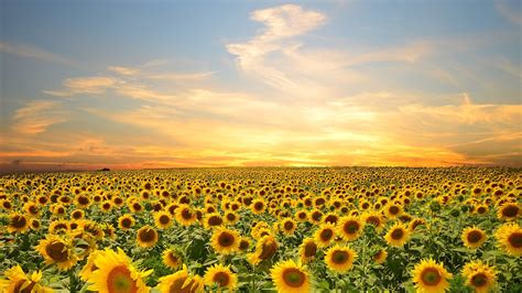 Field Of Sunflowers Wallpaper 2048x1152 Sunflower Field 2048x1152