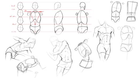Anatomy Drawing With Figurosity Mannequin Model Construction Muscle