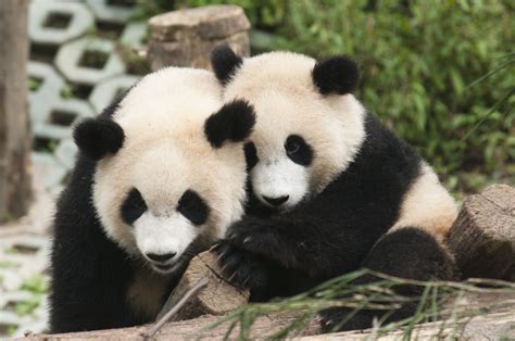 Panda Hug By Ryan Chow 500px Baby Panda Pictures Panda Hug Baby Panda