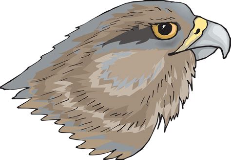 Falcon Clipart Hawkclip Falcon Hawkclip Transparent Free For Download