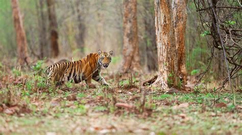 Nature Animals Tiger Big Cats Wallpapers Hd Desktop