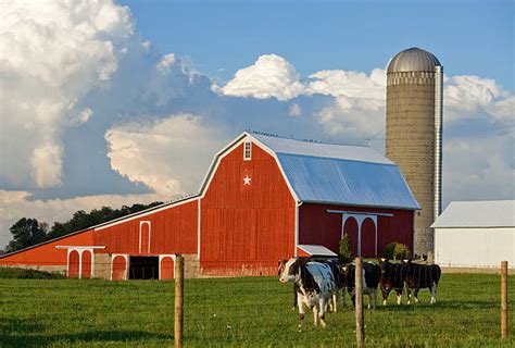 Cow Barn Stock Photos Pictures And Royalty Free Images Istock