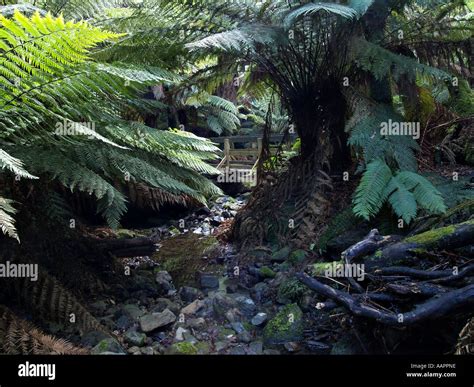 Tasmanian Rainforest Stock Photo Alamy