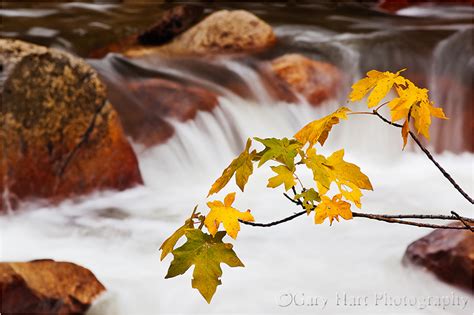 Fall Color Tenaya Creek Yosemite Landscape And Rural Photos Gary