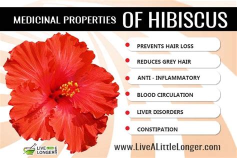 Hibiscus tea has many medicinal benefits, including lowering blood pressure, lowering cholesterol, protecting your liver, and much more. 11 Unconventional Knowledge About Red Hibiscus Flower Uses ...