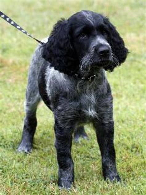 Breeding of each litter is approved by the large munsterlander association of canada. Dog Blog Dog Breed: Large Munsterlander Dog Breed Photos