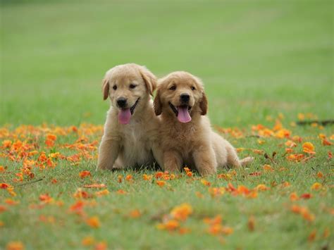 Animal Golden Retriever 4k Ultra Hd Wallpaper