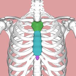 The ribs stretches posteriorly from thoracic vertebrae the middle of every costal arch (being composed of a rib and its costal cartilage) with the exception in an anatomical position, the posterior end is higher and nearer the median plane in relation to the. Sternum Facts for Kids