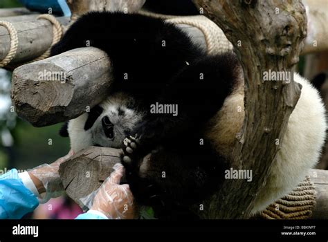 Giant Panda Ailuropoda Melanoleuca In The Research And Breeding