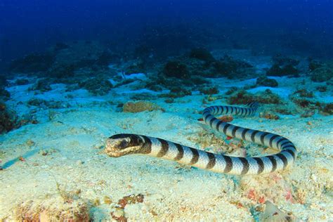 The Top Destinations To Dive With Sea Snakes