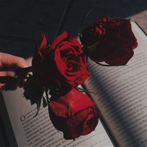 𝕄𝕖𝕕𝕚👼🏻 Mediihoxha Red Aesthetic Red Aesthetic Grunge Aesthetic Roses