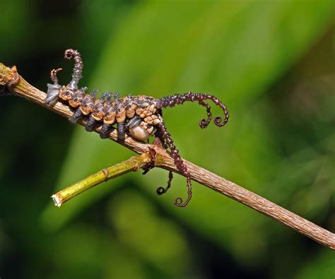 Giftige raupen giftig für über zwei jahre video. Raupe und Co: Unsere Top 5 der bizarrsten Insekten ...