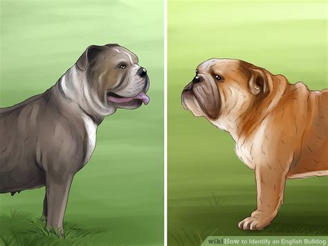 Rolf, we have a 3/4 english bulldog and 1/4 mountain curr with the same type of tail! 3 Ways to Identify an English Bulldog - wikiHow