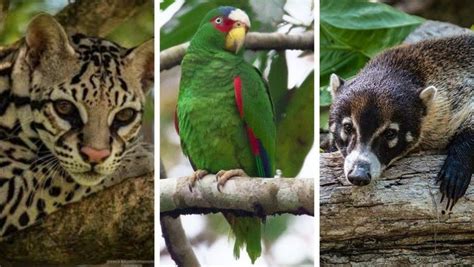 Conap Liberará A 70 Animales Silvestres En El Parque Nacional Yaxhá