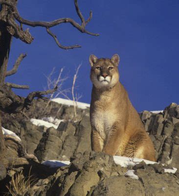 Puma Felis Concolor Couguar Earth Com