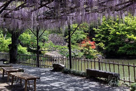 Purple Wisteria With Pond Photograph By Yumi Johnson