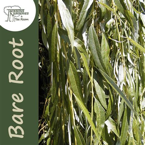 Buy Golden Weeping Willow Tree Bare Root Salix Sepulcralis Chrysocoma