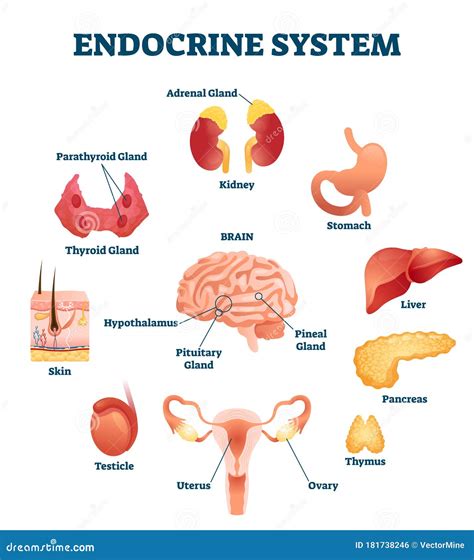 Ilustración Vectorial Del Sistema Endocrino Esquema Educativo De