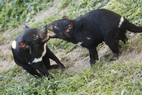 Tasmanian Devils Evolve To Combat Contagious Cancer Biomedical Odyssey