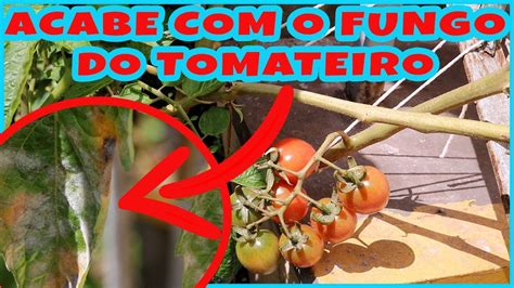 Como Acabar Com O Fungo Do Tomateiro Youtube