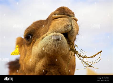 Camel Eating, Morocco, North Africa Stock Photo - Alamy