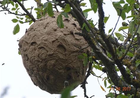 Le frelon asiatique fait partie des récents nuisibles en pleine propagation. Frelons asiatiques : dix choses à savoir sur cet insecte ...