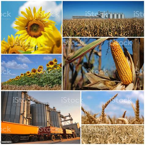 Agricultural Crops Photo Collage Stock Photo - Download Image Now - iStock