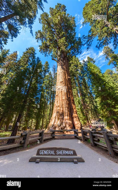 General Sherman Tree The Largest Tree On Earth Giant Sequoia Trees