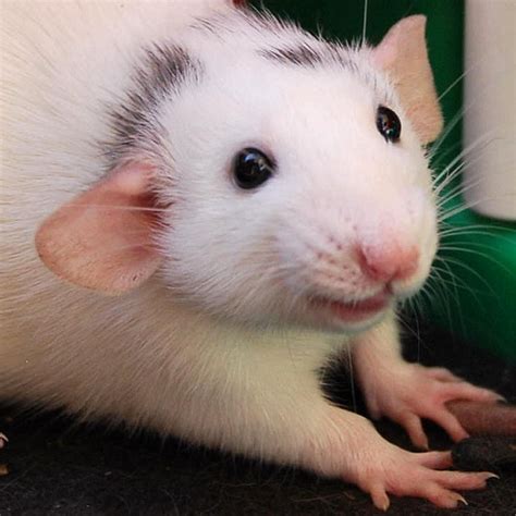 Pin By Nina Sandberg On Rotter Cute Rats Pet Rodents Pet Rats