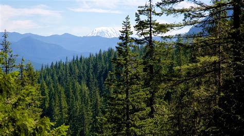 Coniferous Forest Definition And Facts About The Biome